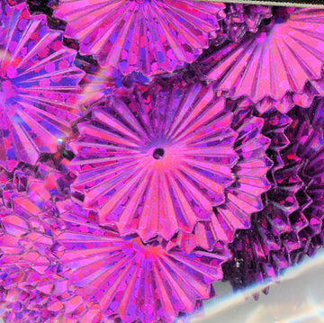 16mm Hologram Sunburst Rose Pink 1000 count