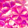 15mm Flower Crystal Iris Fandango Pink