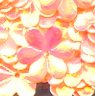 15mm Flower Crystal Opaque Perky Peach