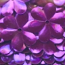 15mm Metallic Flower Grape 100 Grams