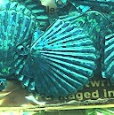 22mm Shell Hologram Turquoise