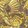 12mm Shell Hologram Bright Gold 100 Grams